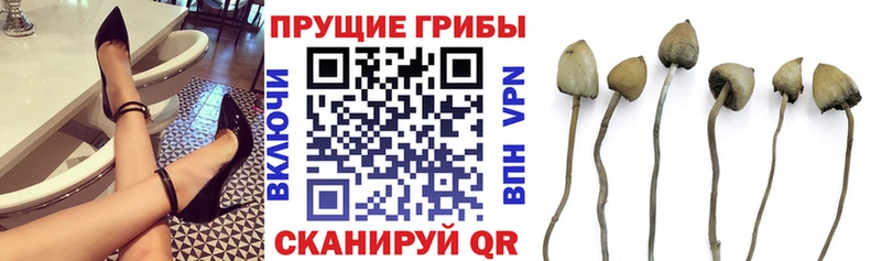 Купить закладки  Большой Камень  Галлюциногенные грибы GOLDEN TEACHER 